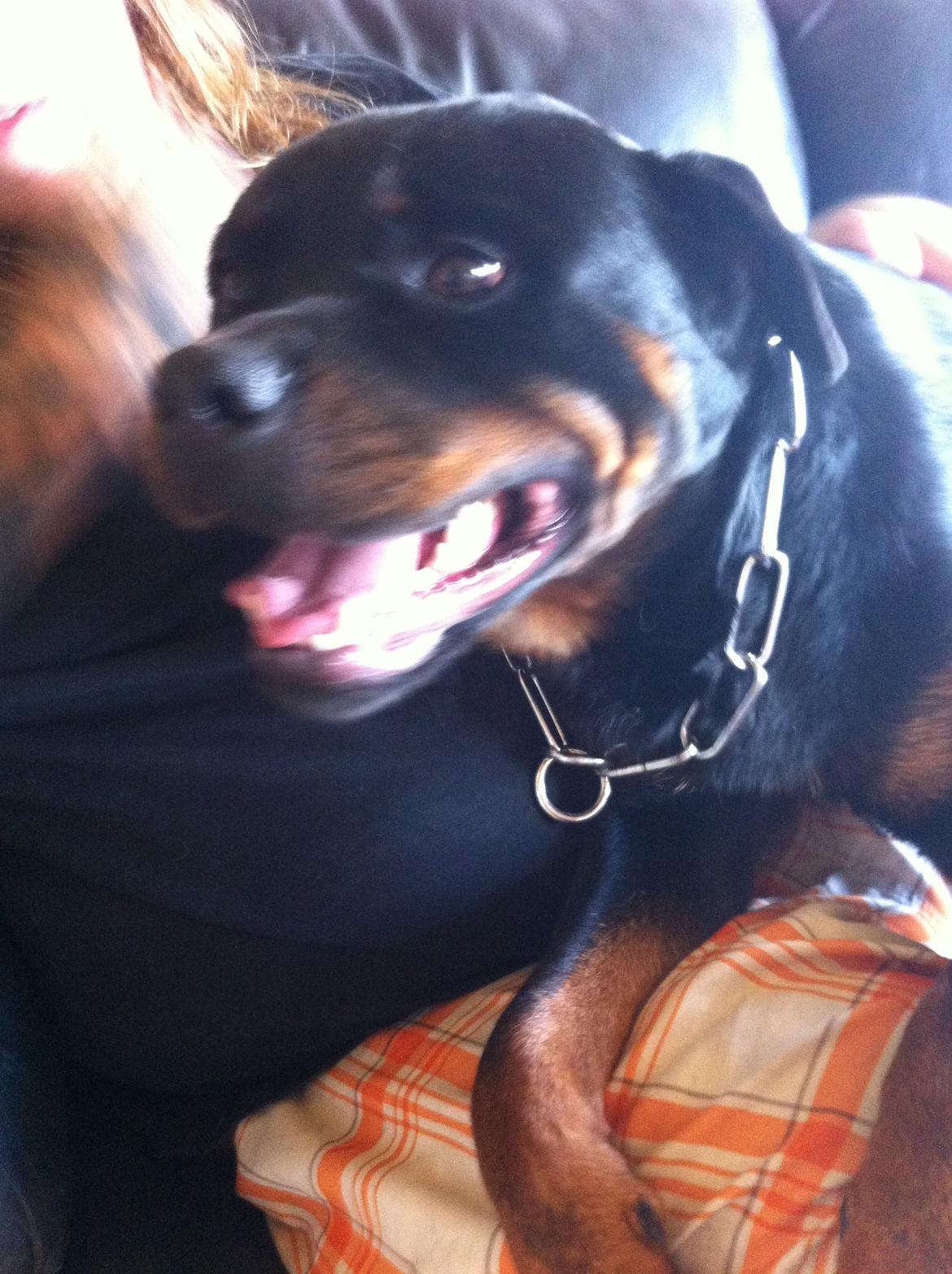 Rottweiler Vom Hause Wenorra Latoya billede 3