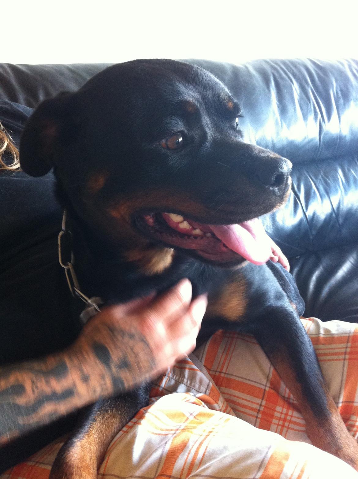 Rottweiler Vom Hause Wenorra Latoya billede 4