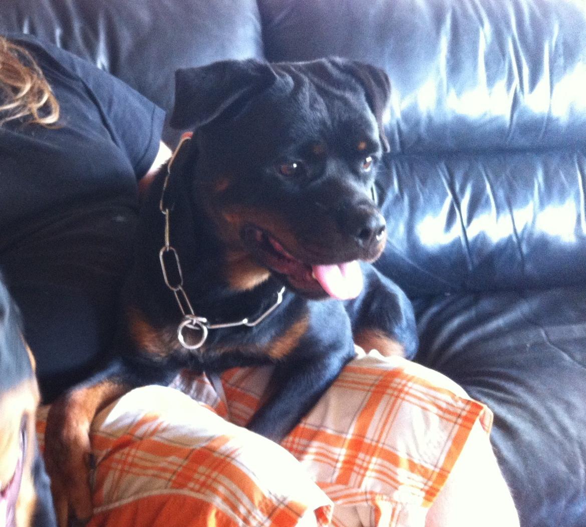 Rottweiler Vom Hause Wenorra Latoya billede 6