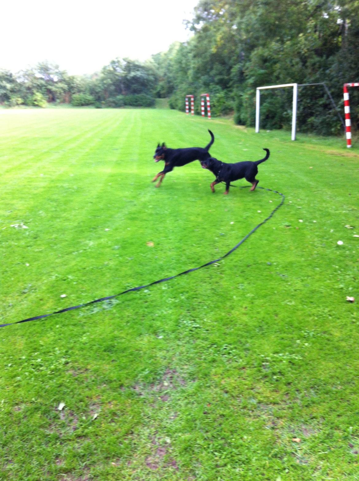 Rottweiler Vom Hause Wenorra Latoya billede 8