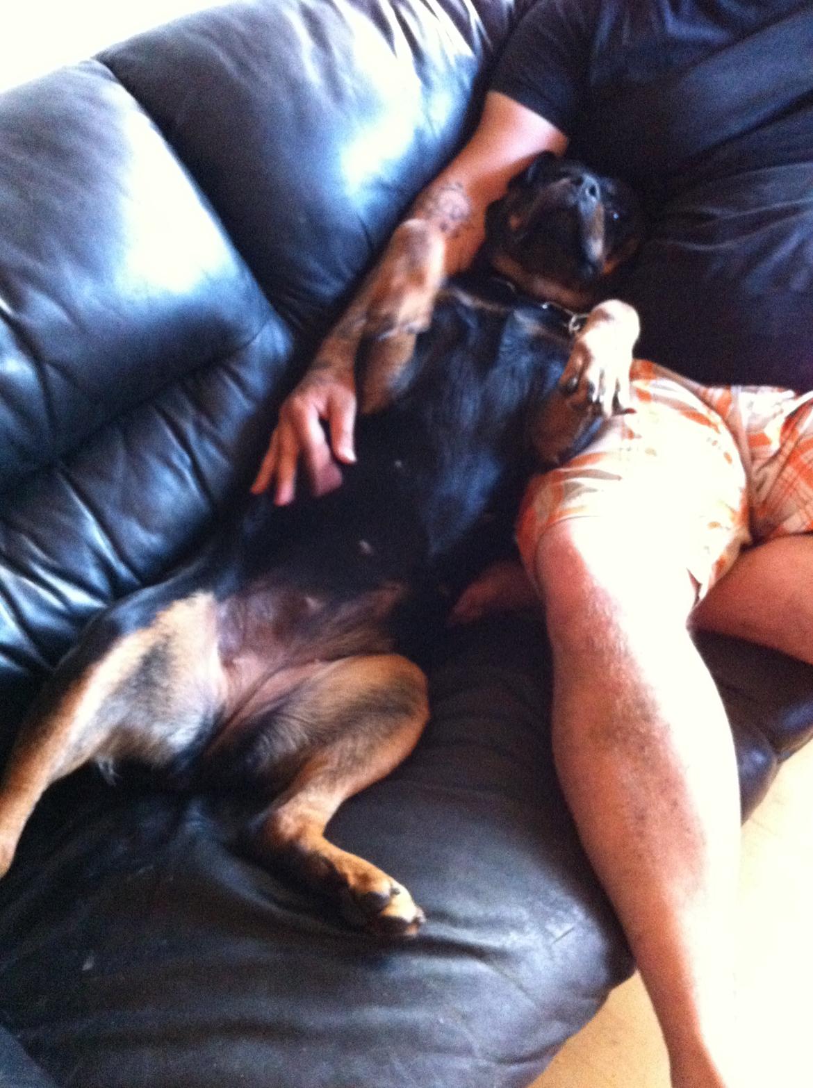 Rottweiler Vom Hause Wenorra Latoya billede 9