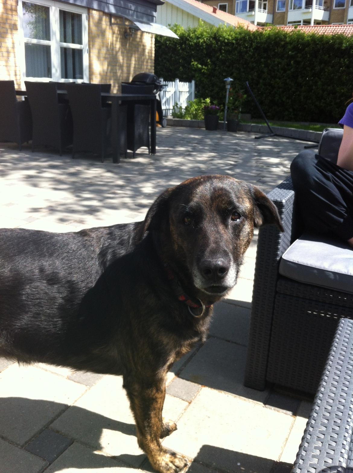 Blanding af racer Mille billede 1