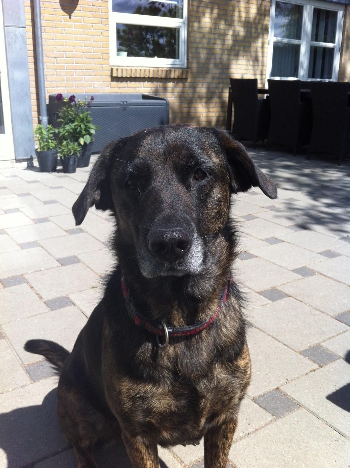 Blanding af racer Mille billede 2