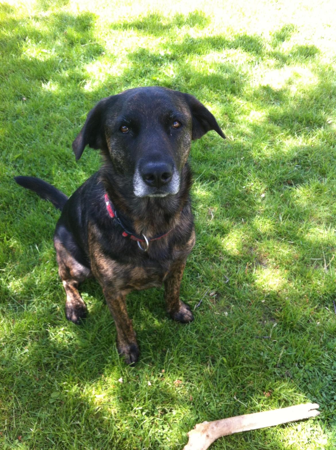 Blanding af racer Mille billede 3