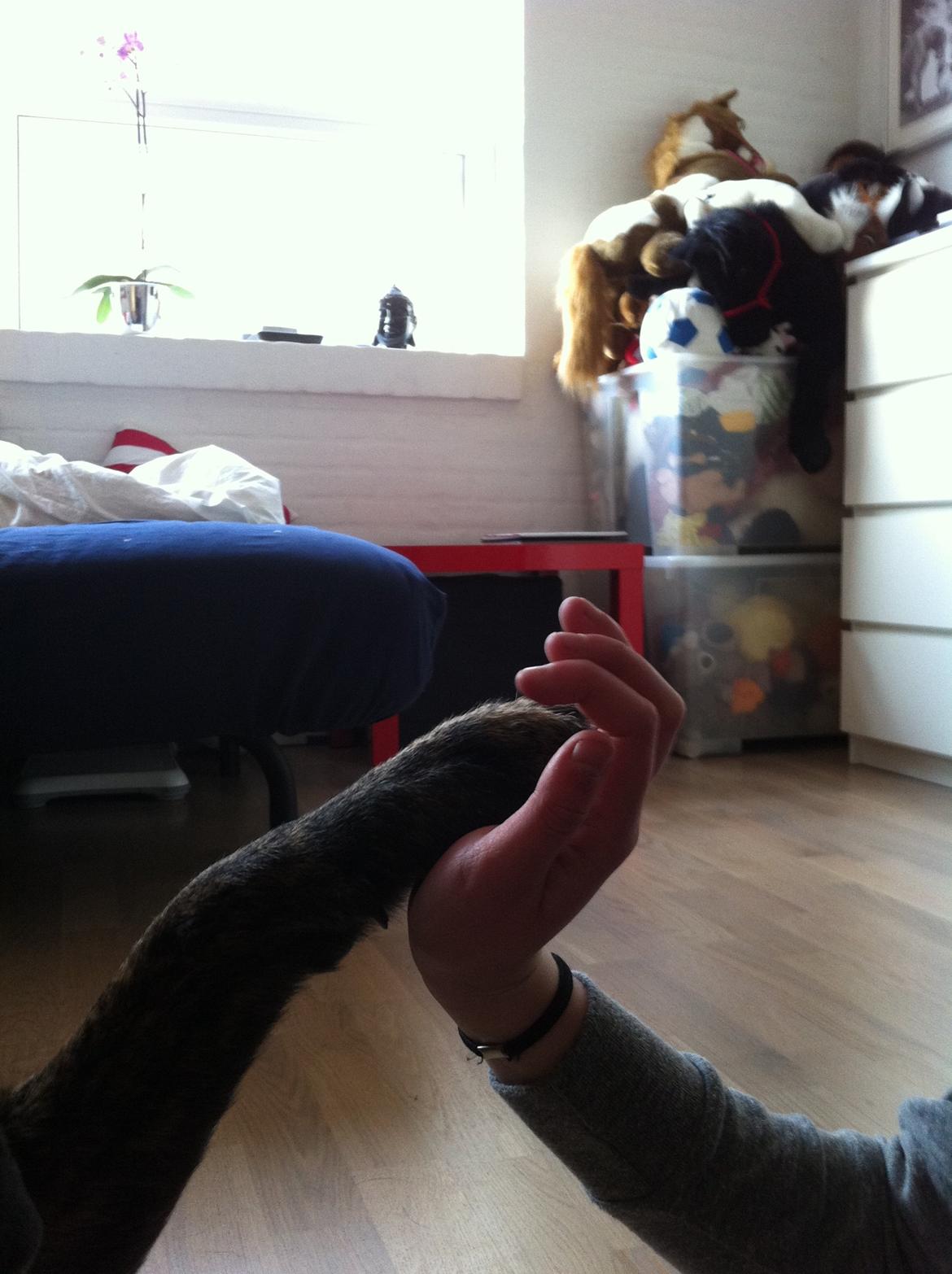 Blanding af racer Mille billede 5