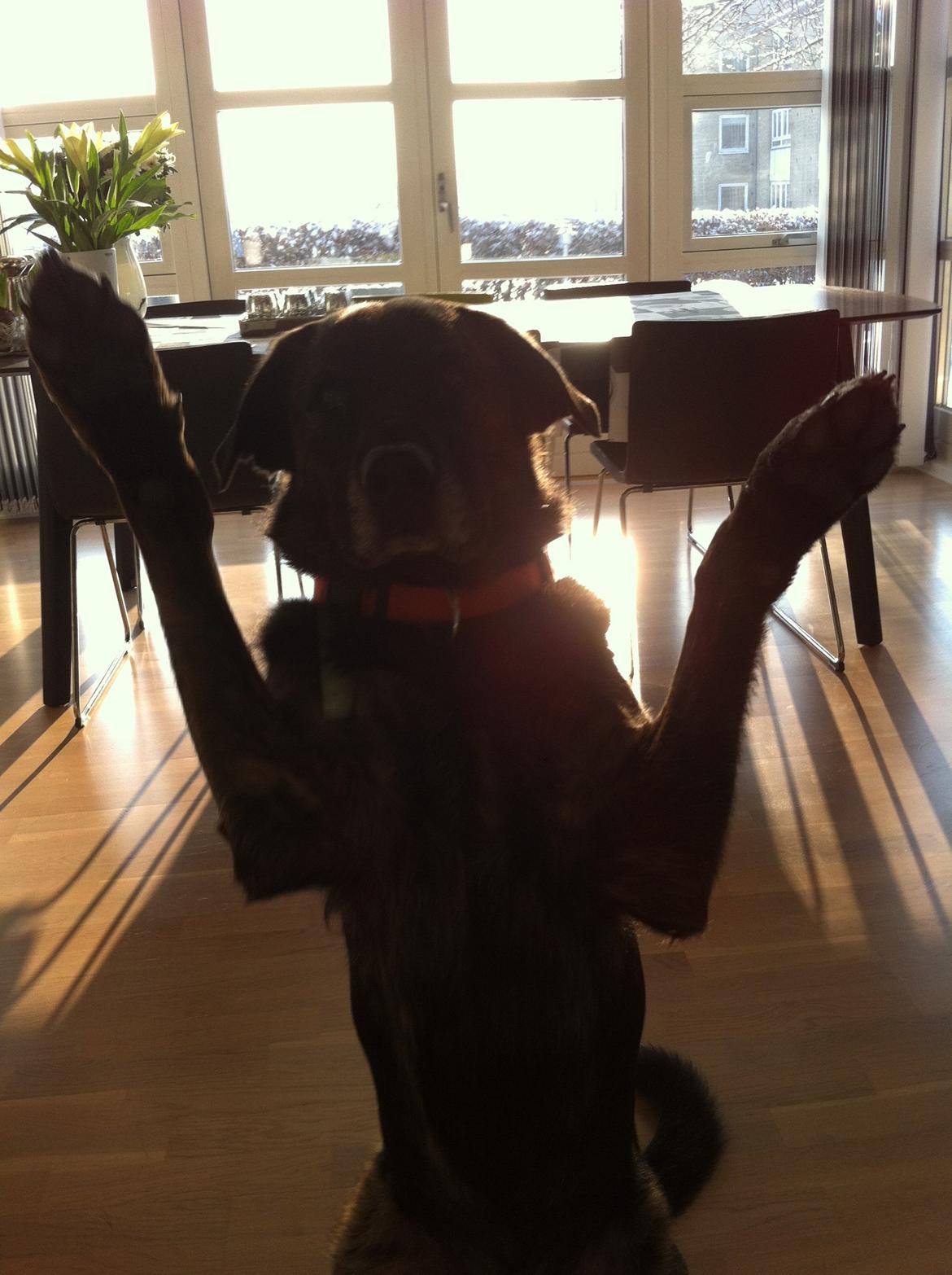 Blanding af racer Mille billede 6