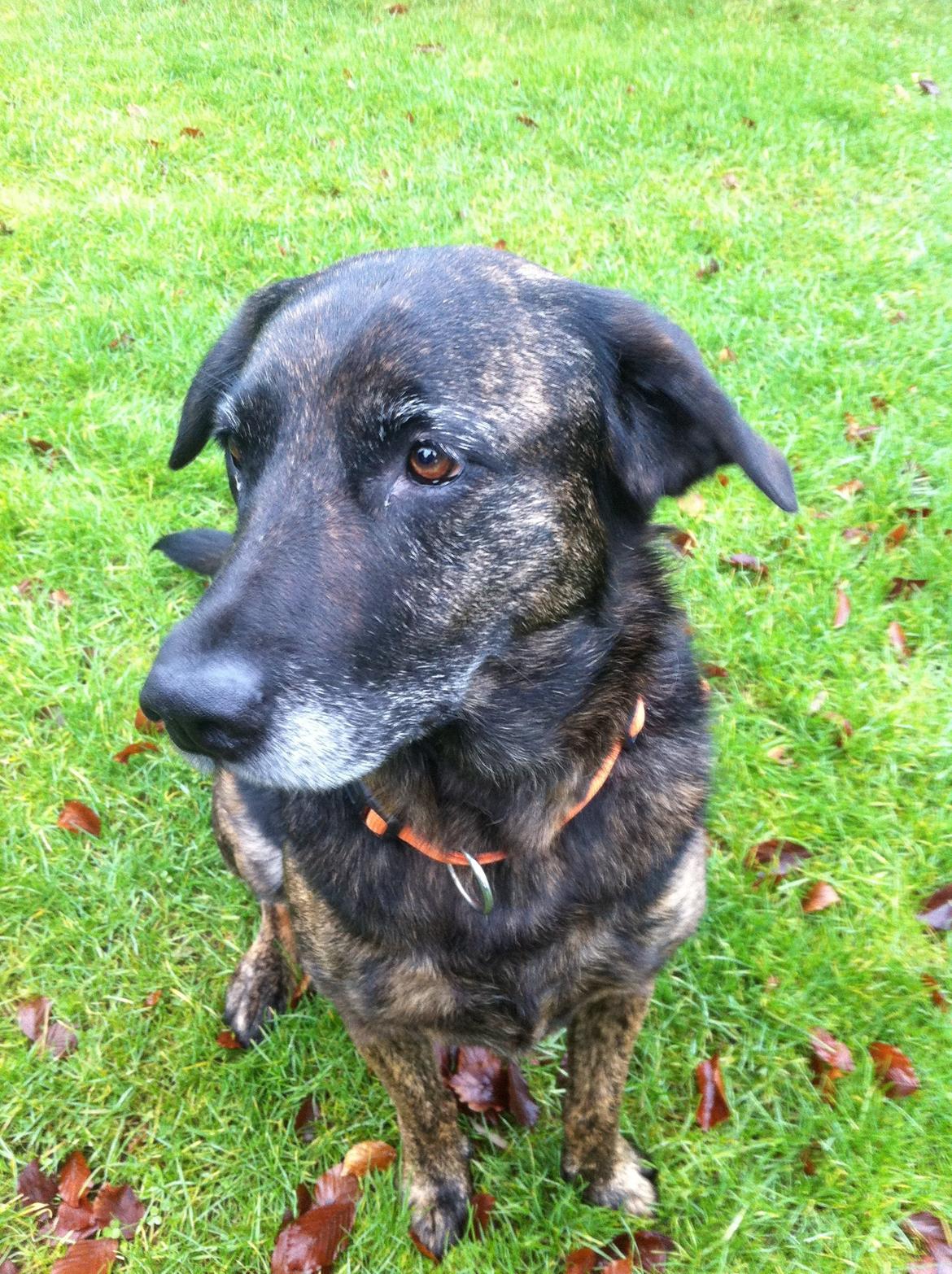 Blanding af racer Mille billede 7