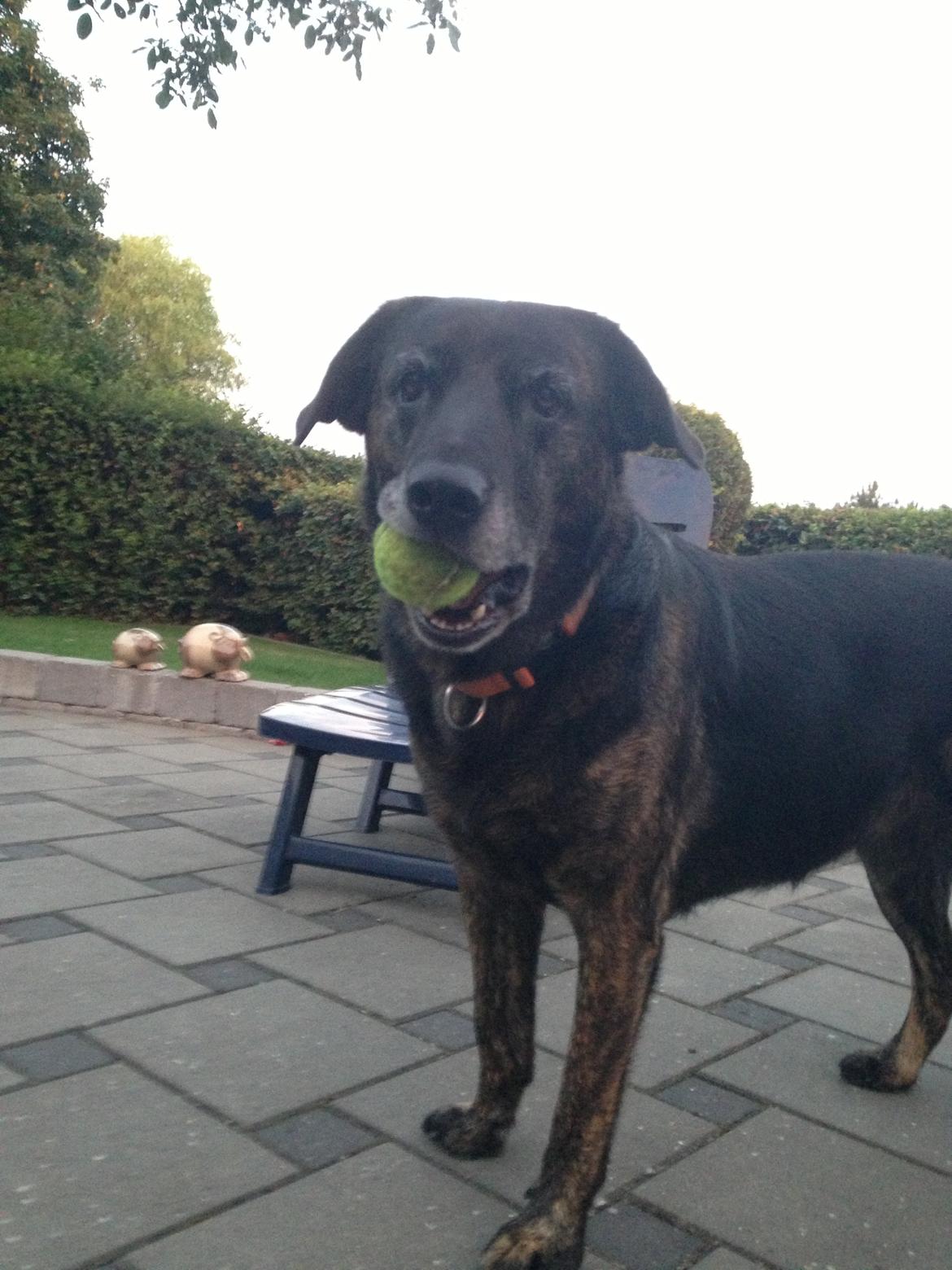 Blanding af racer Mille billede 8