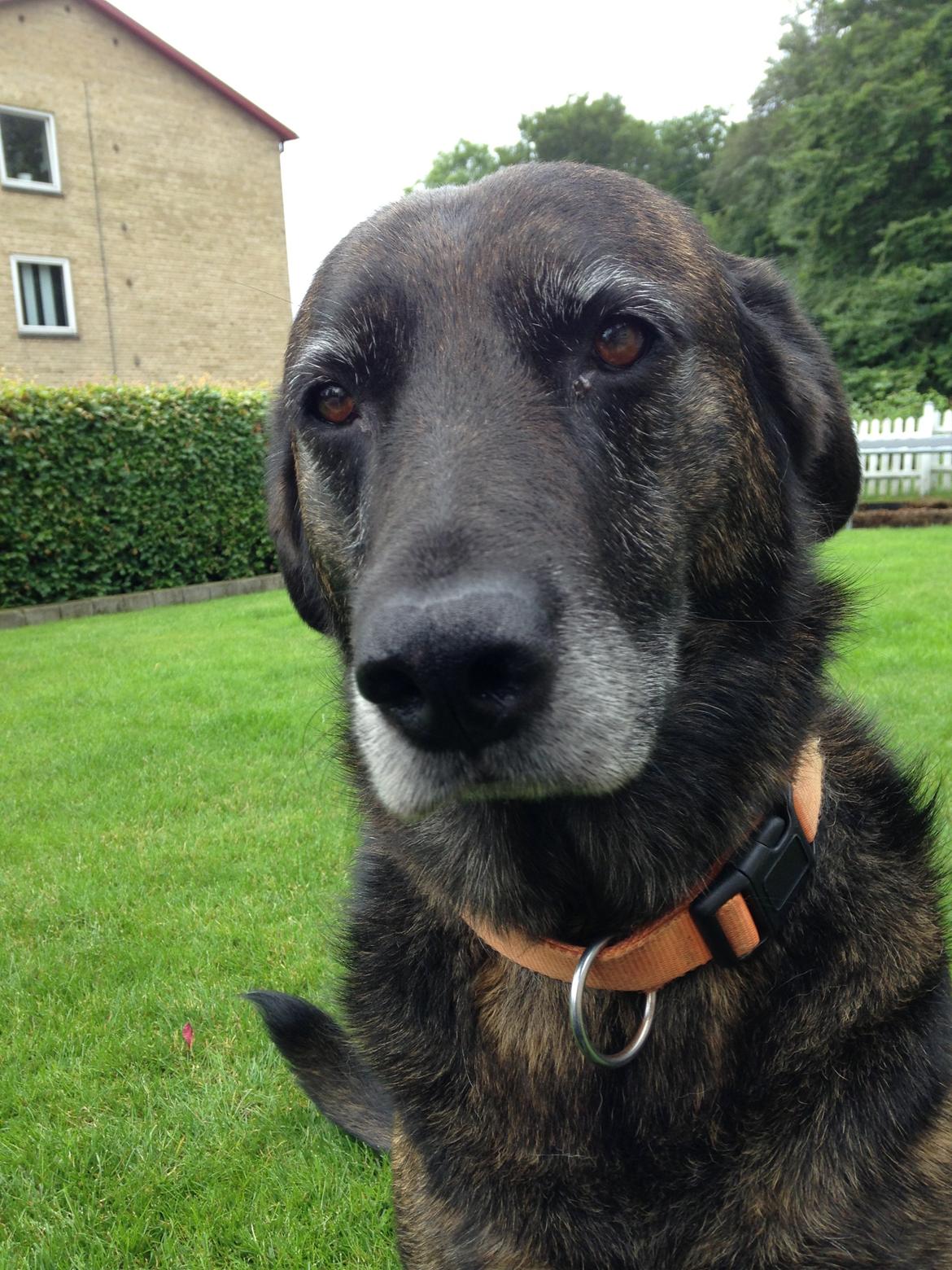 Blanding af racer Mille billede 9