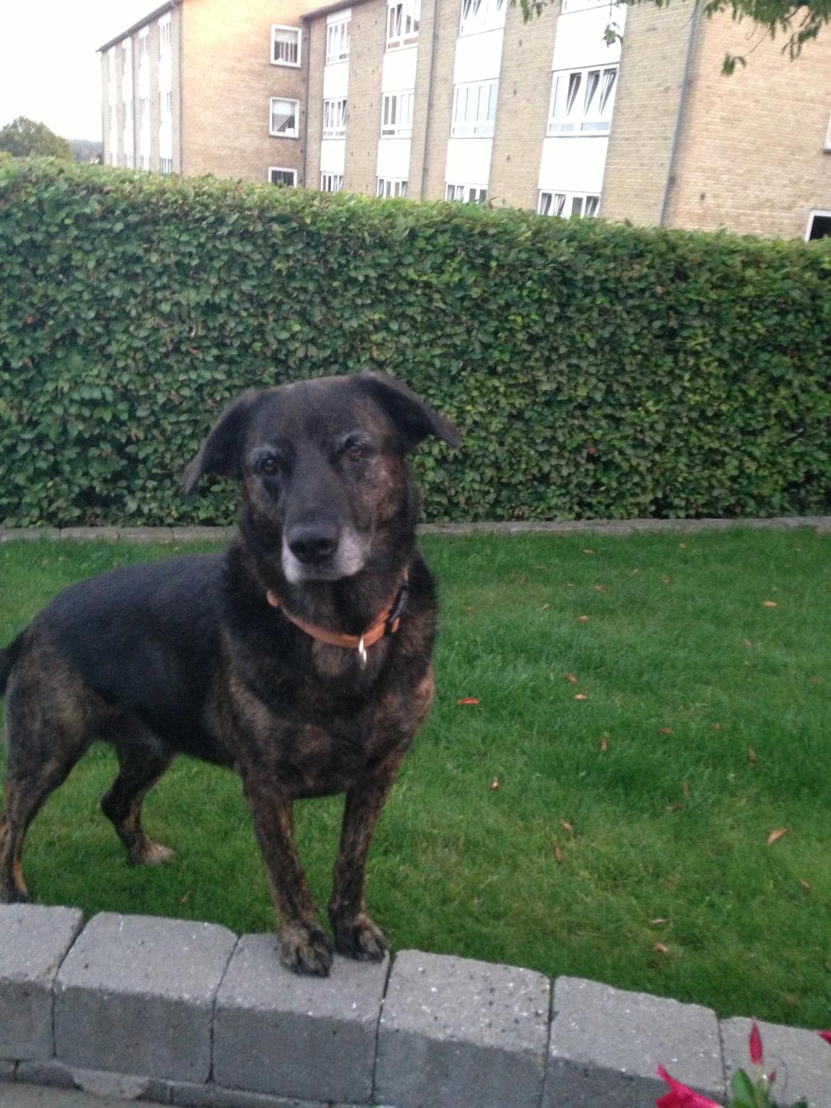 Blanding af racer Mille billede 11