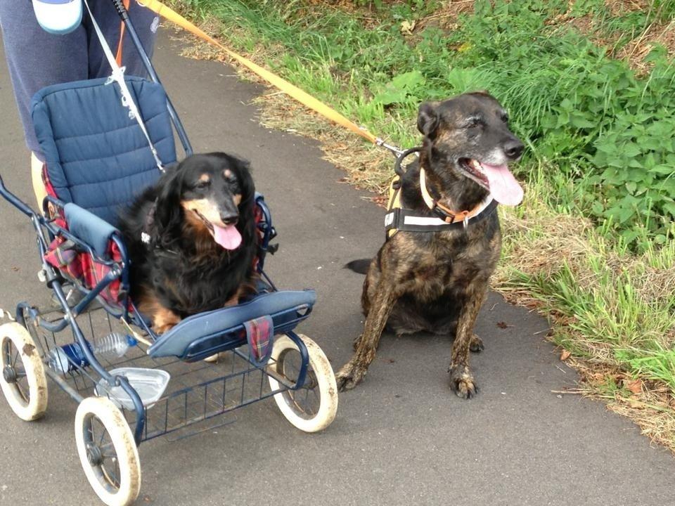 Blanding af racer Mille billede 12