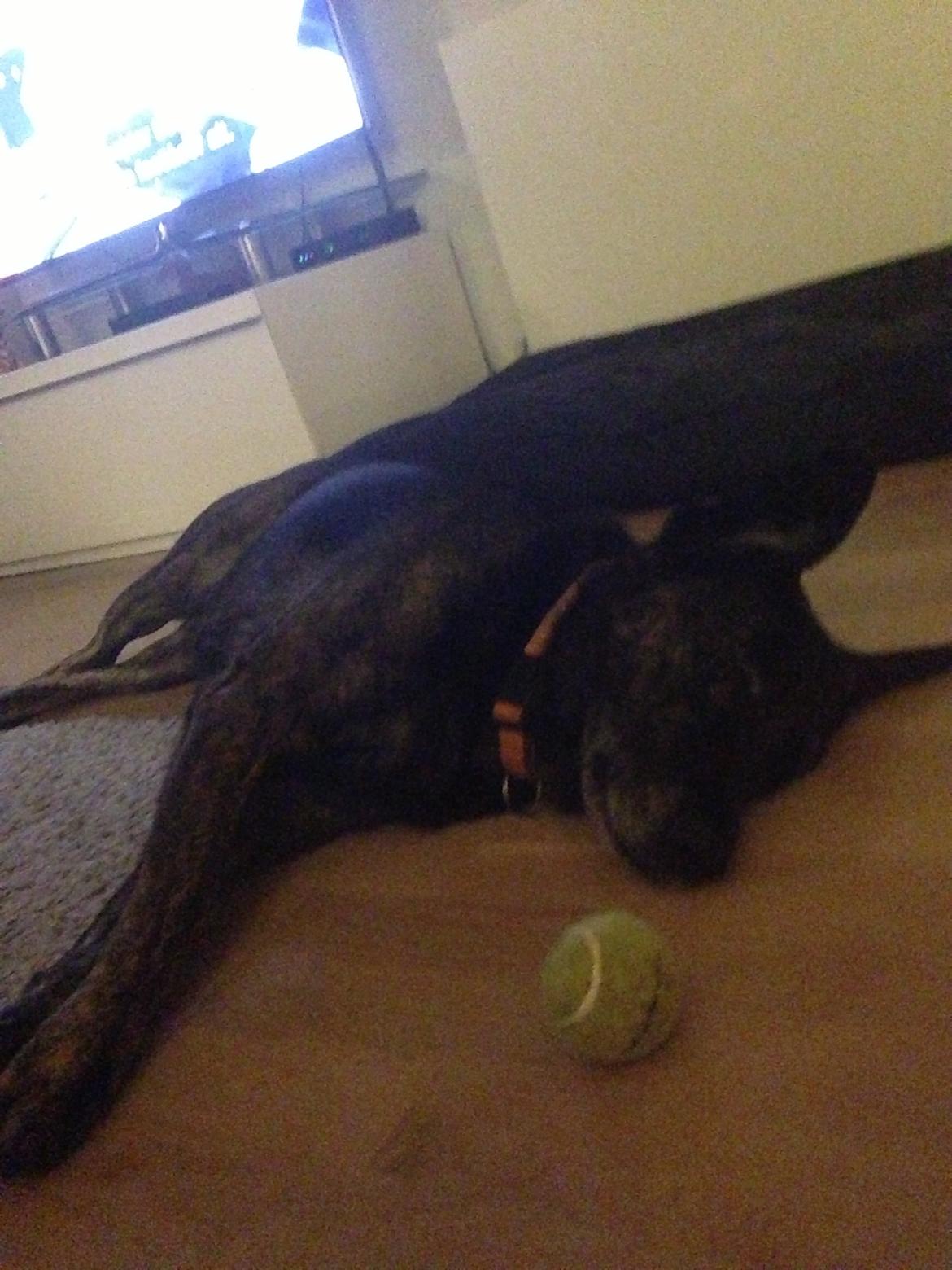 Blanding af racer Mille billede 13