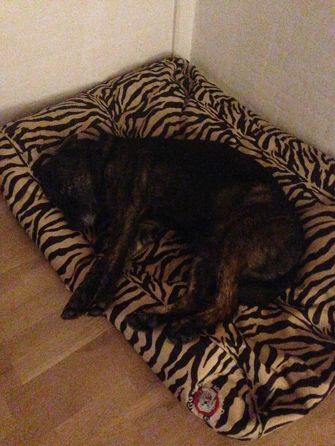 Blanding af racer Mille billede 14