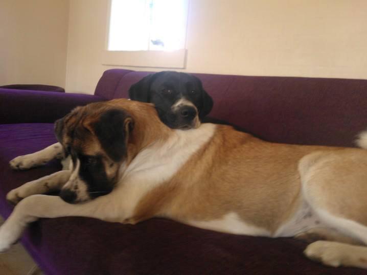 Blanding af racer Filippa. billede 3