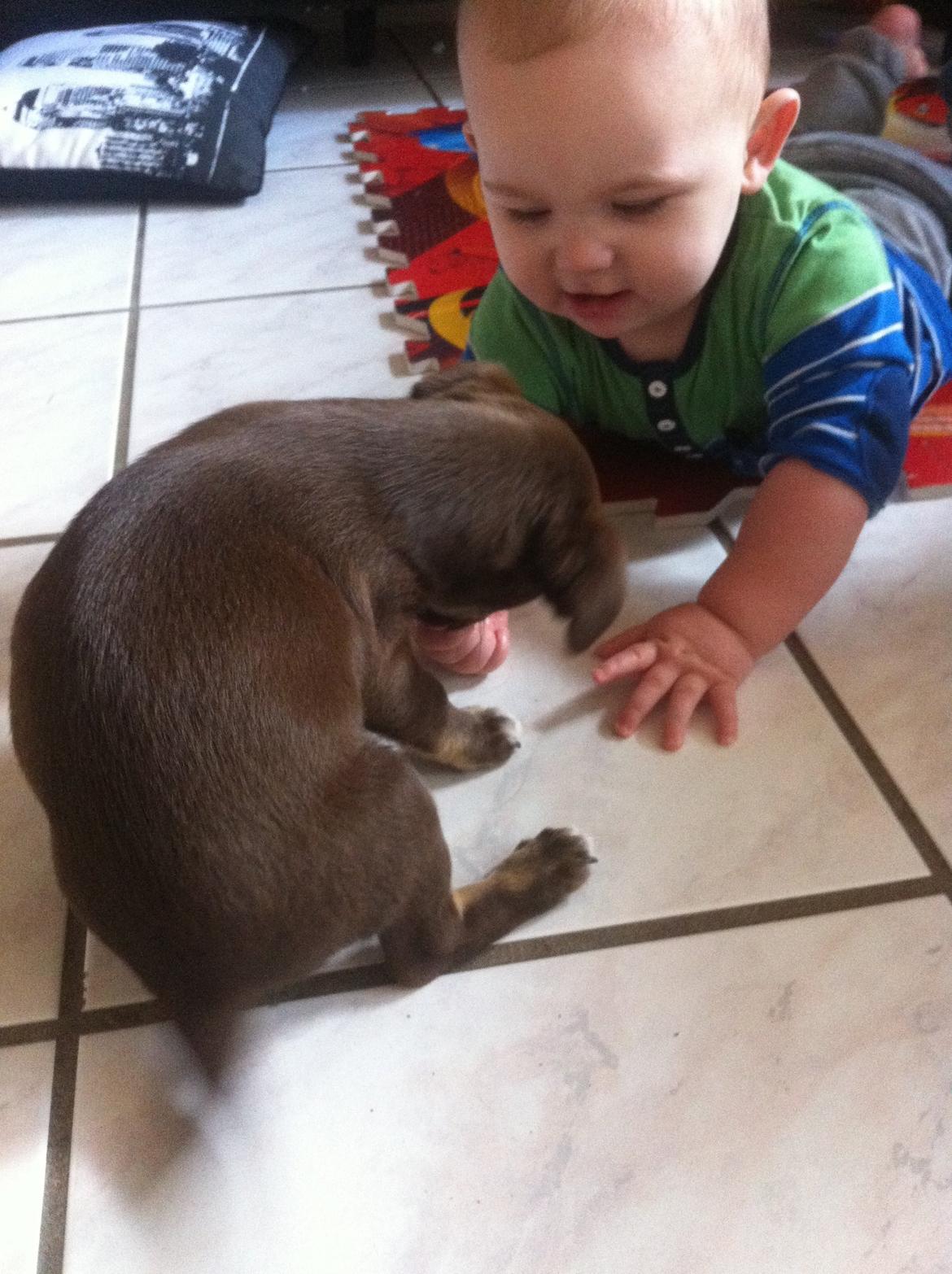 Blanding af racer Bailey  billede 1