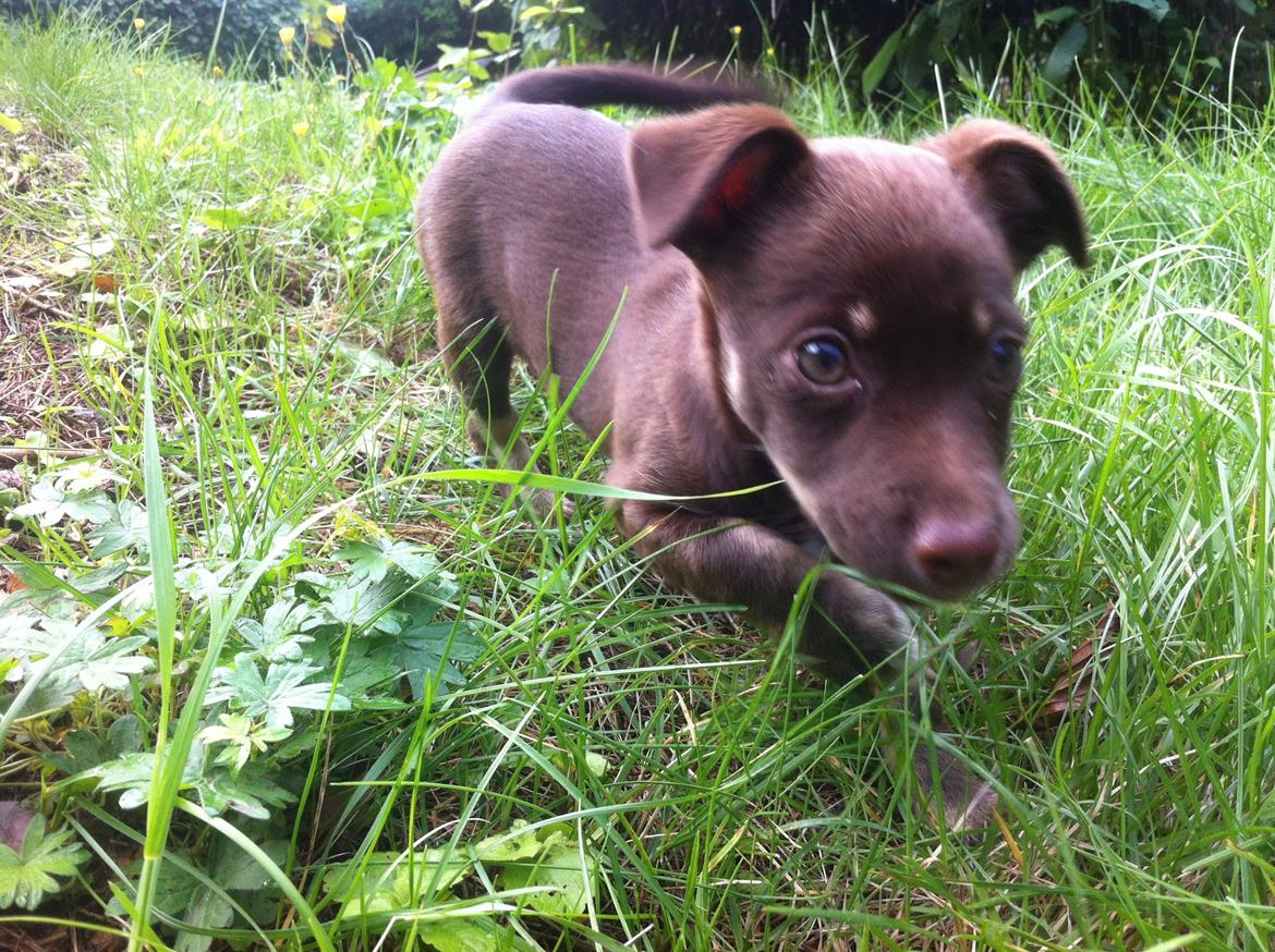 Blanding af racer Bailey  billede 2