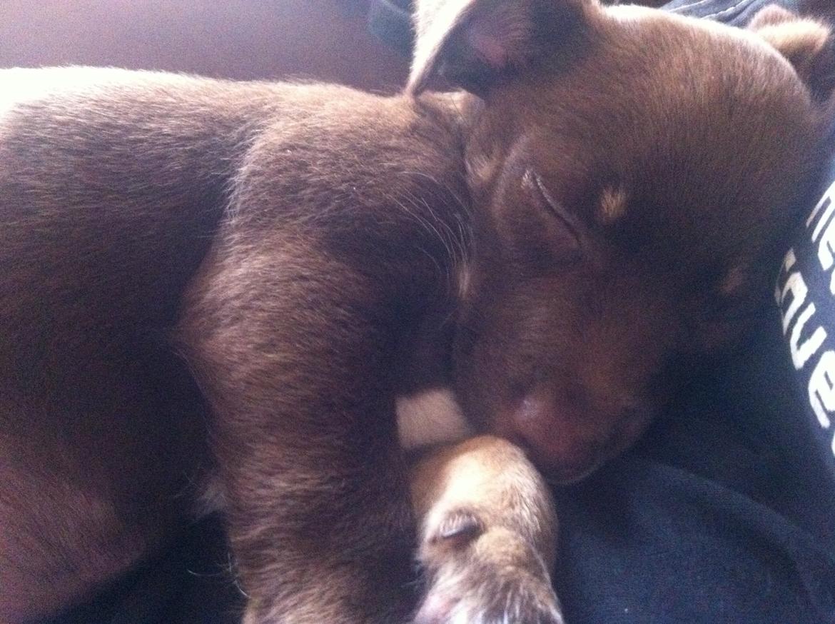 Blanding af racer Bailey  billede 3