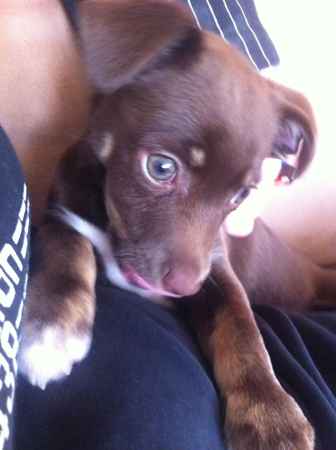 Blanding af racer Bailey  billede 5