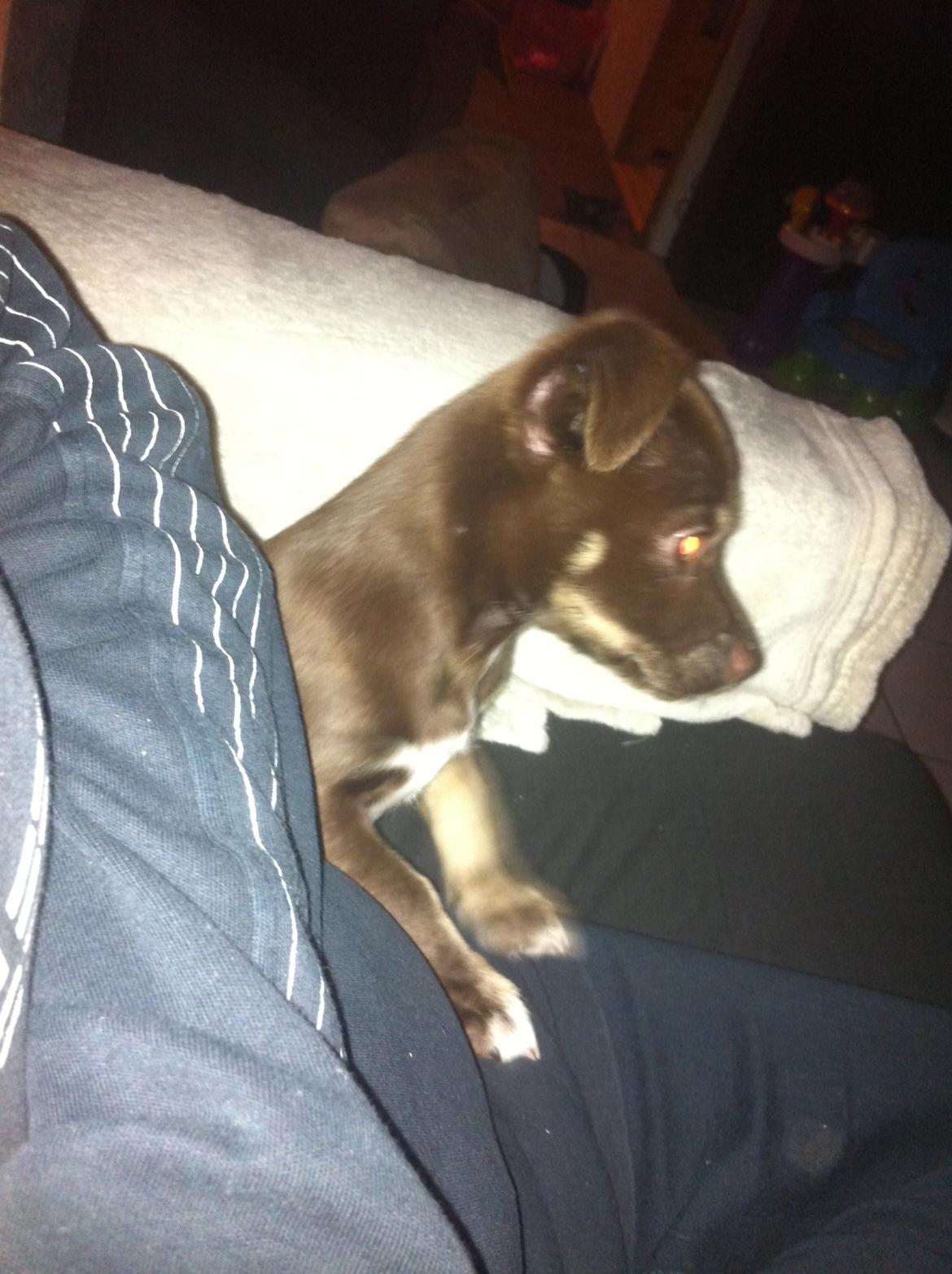 Blanding af racer Bailey  billede 6