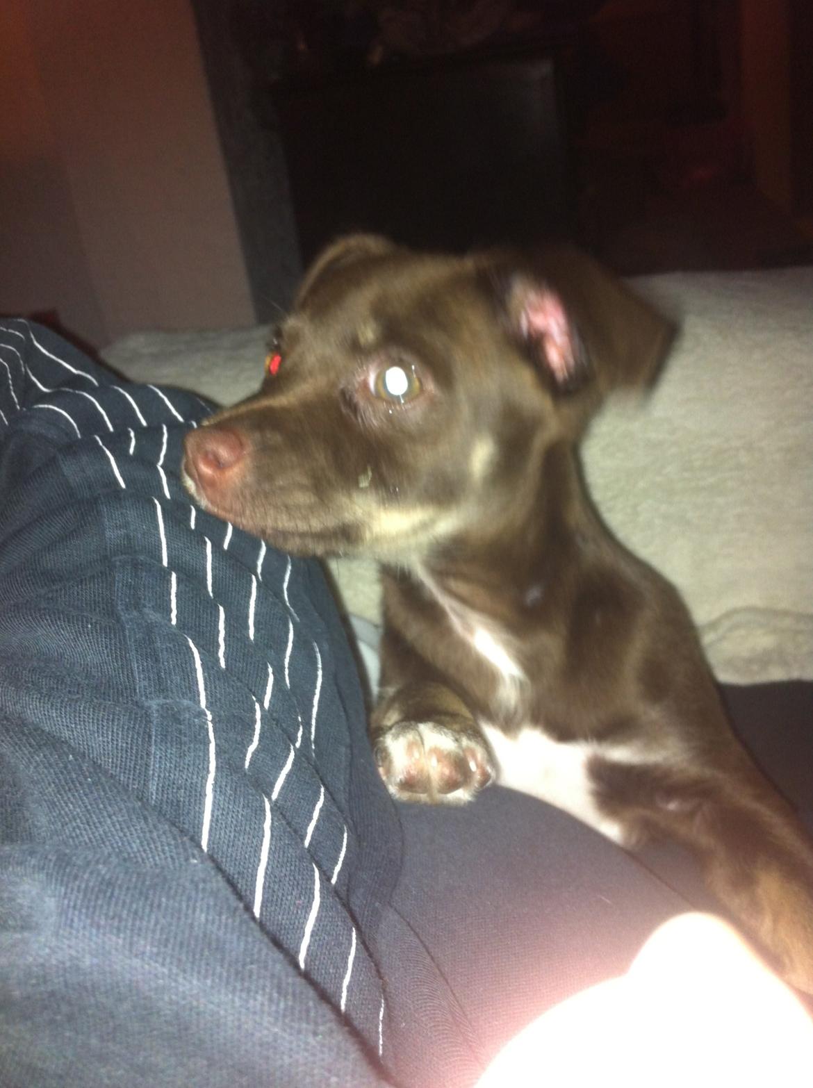 Blanding af racer Bailey  billede 7