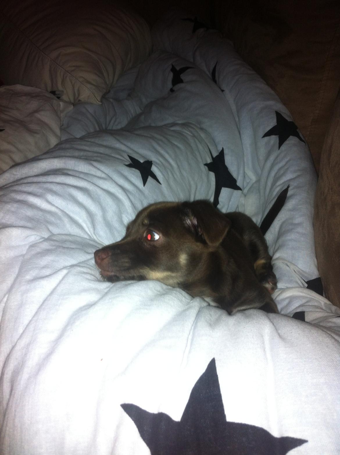 Blanding af racer Bailey  billede 8