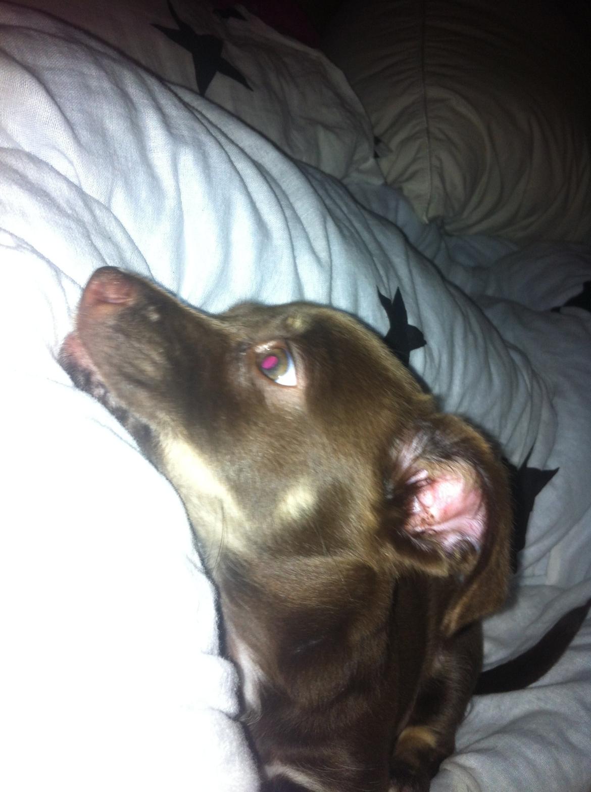 Blanding af racer Bailey  billede 9