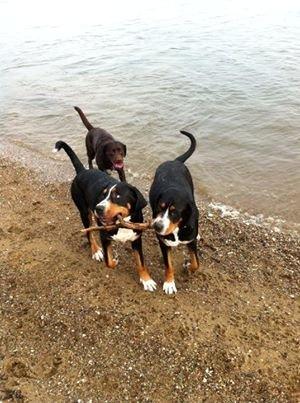 Grosser schweizer sennenhund Saga - Det er Saga til højre og søster Taja til venstre og Simba i baggrunden :) Vi er 2 år på dette biled. :) billede 1