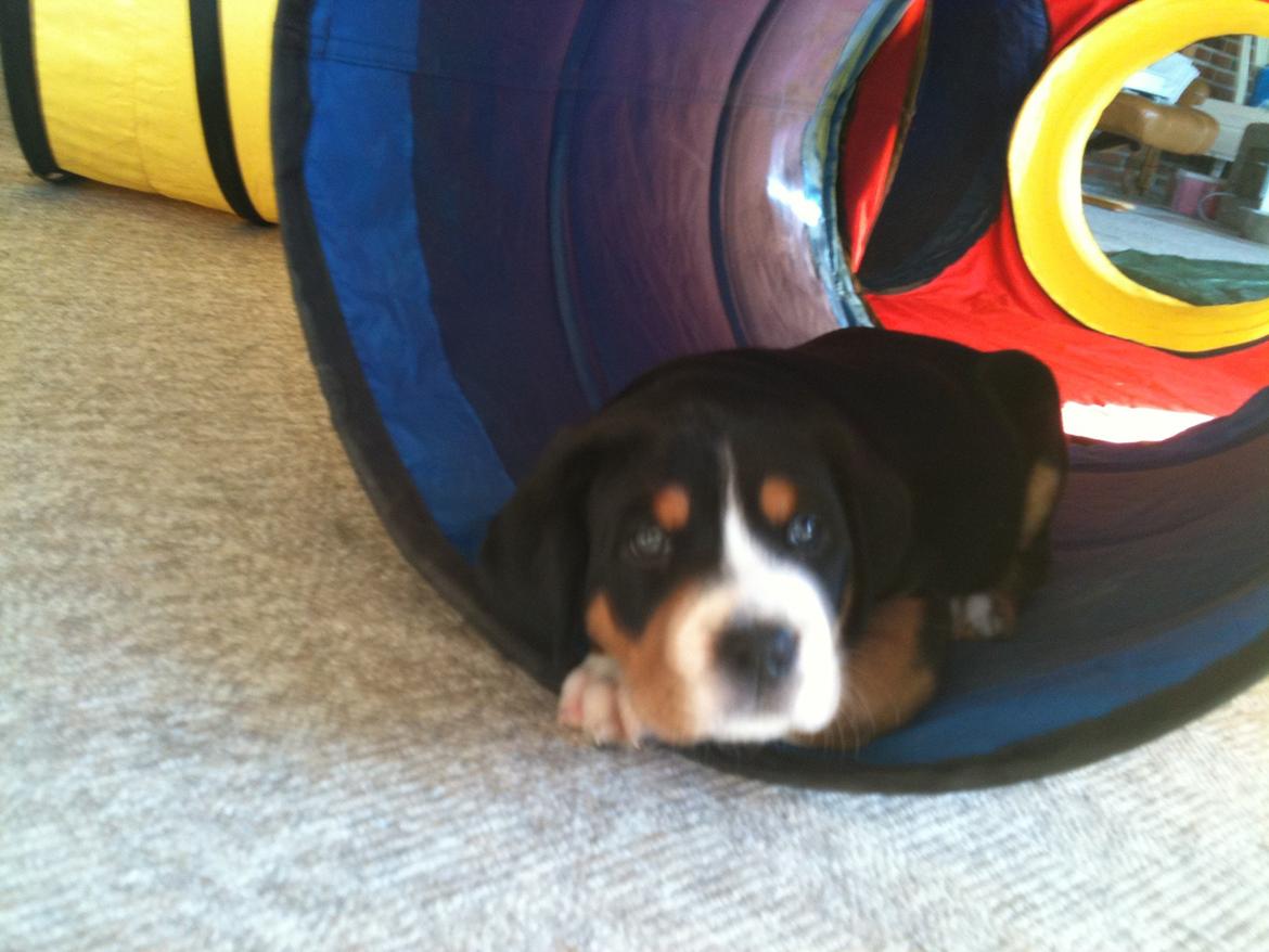 Grosser schweizer sennenhund Saga billede 2