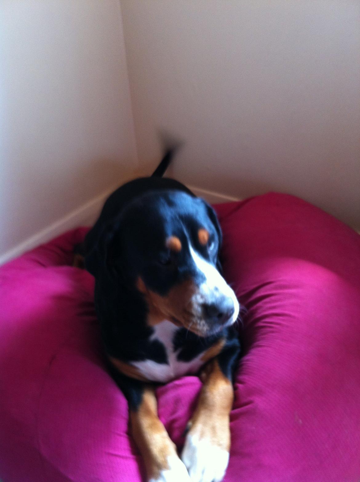 Grosser schweizer sennenhund Saga billede 3