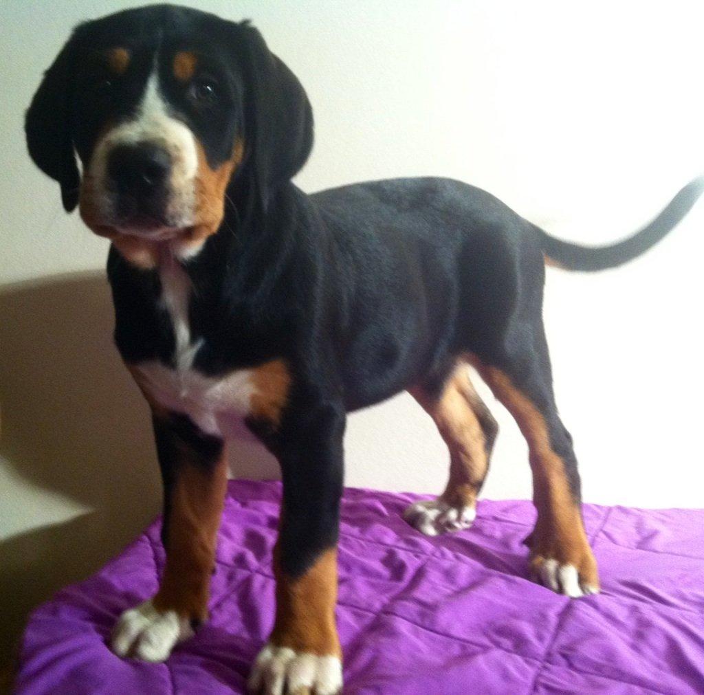 Grosser schweizer sennenhund Saga billede 4