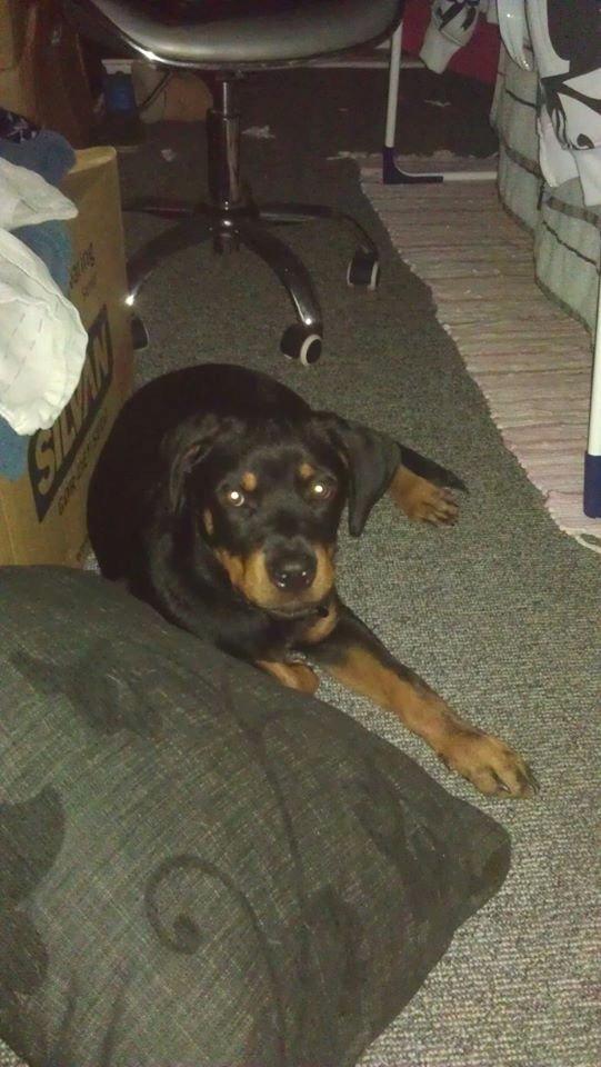 Rottweiler * Malou * billede 10