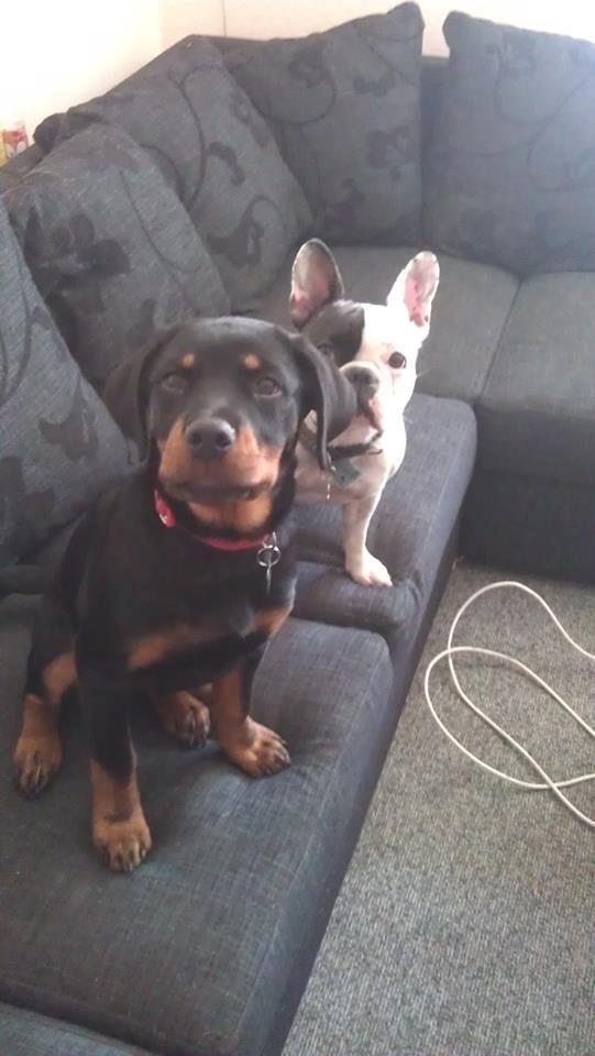 Rottweiler * Malou * billede 9