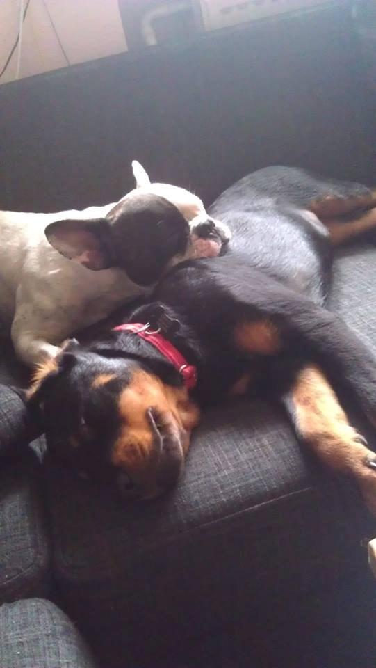 Rottweiler * Malou * billede 13