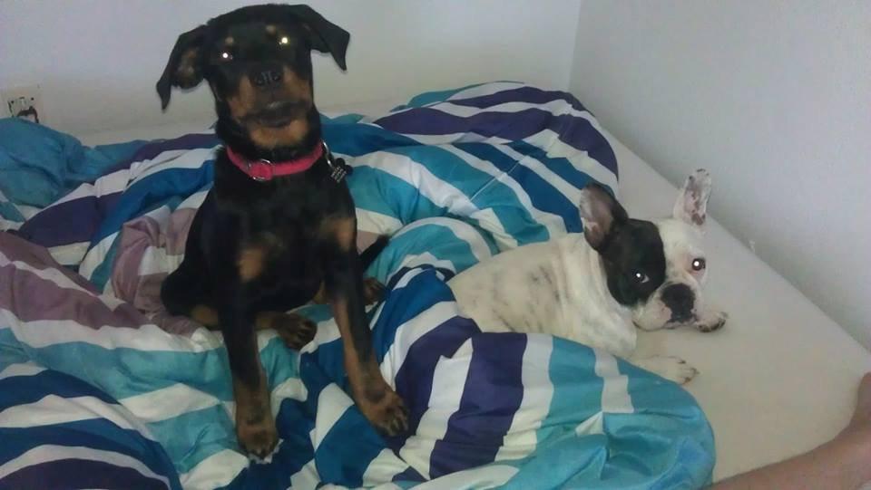 Rottweiler * Malou * billede 8