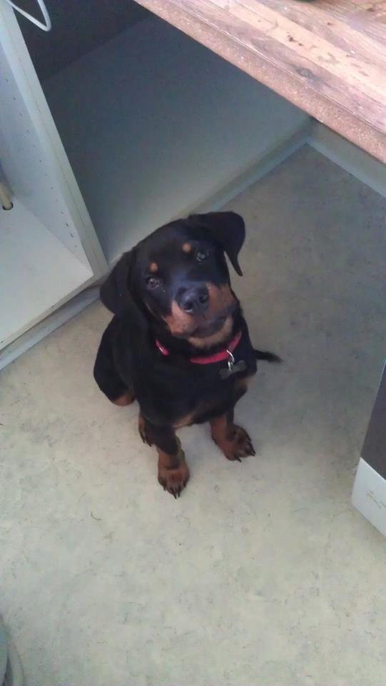 Rottweiler * Malou * billede 12