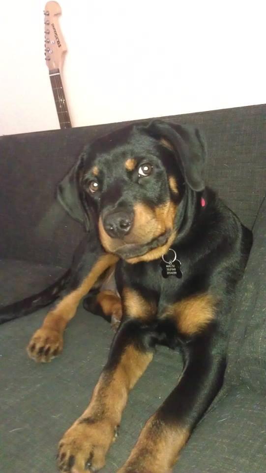 Rottweiler * Malou * billede 7
