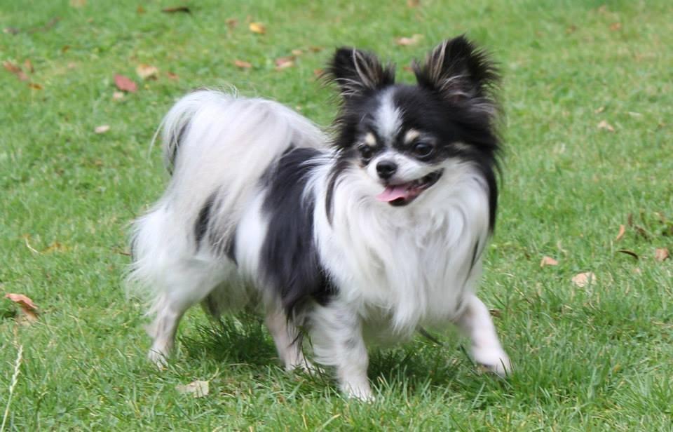 Chihuahua Martinas Olsen billede 1