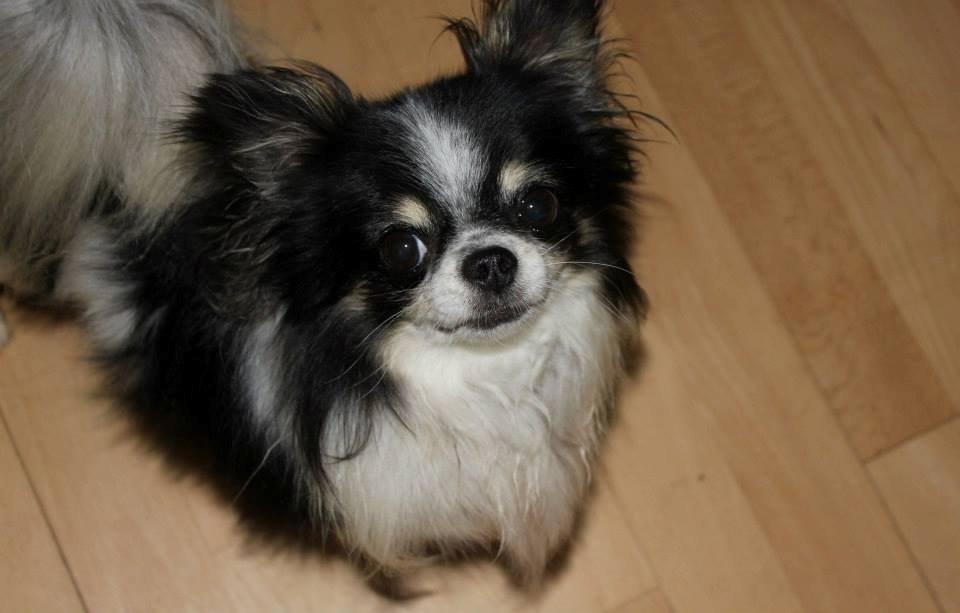 Chihuahua Martinas Olsen billede 2