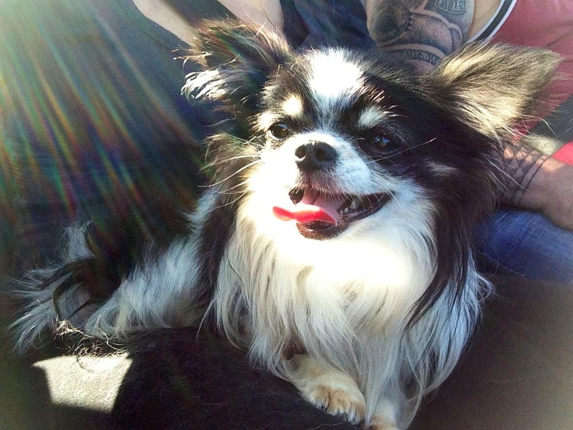 Chihuahua Martinas Olsen billede 4