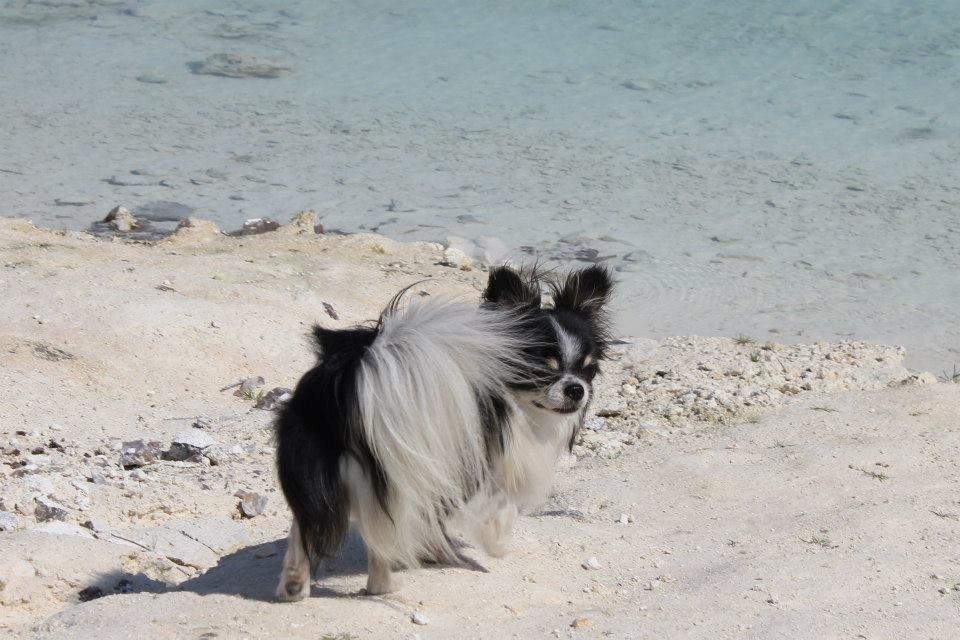 Chihuahua Martinas Olsen billede 5