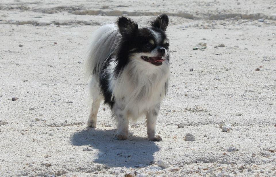 Chihuahua Martinas Olsen billede 6