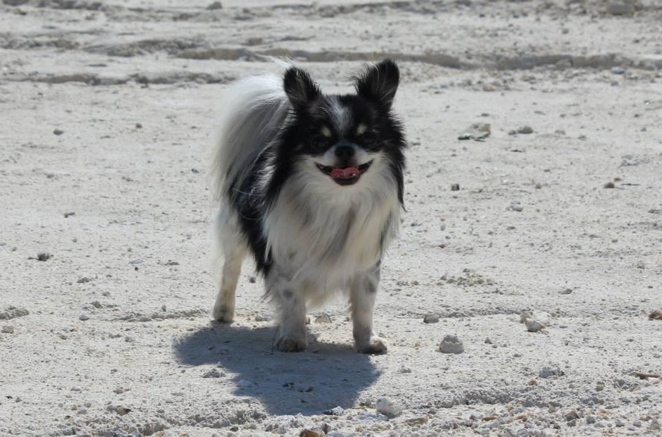 Chihuahua Martinas Olsen billede 7