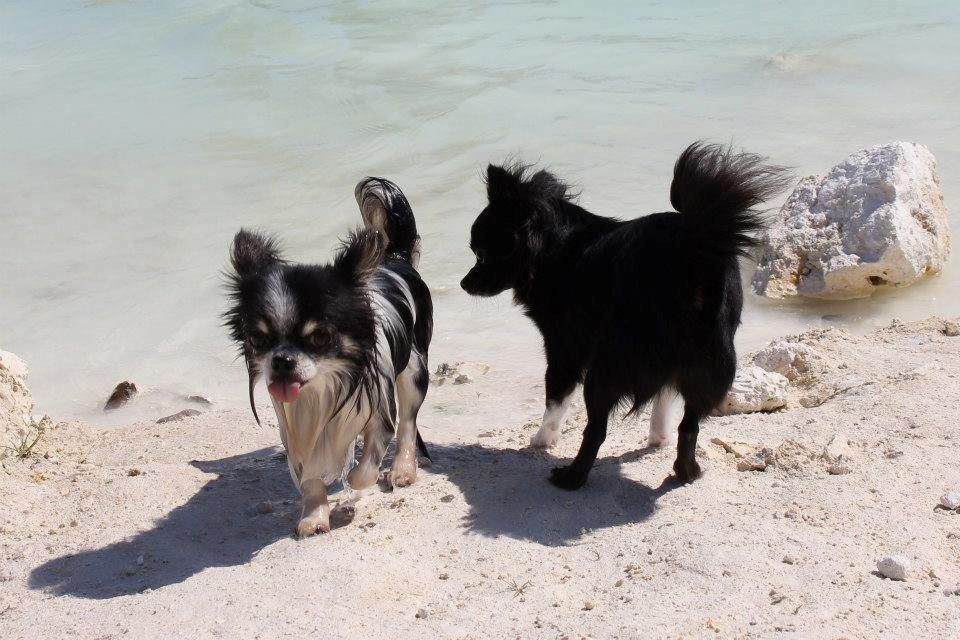 Chihuahua Martinas Olsen billede 8