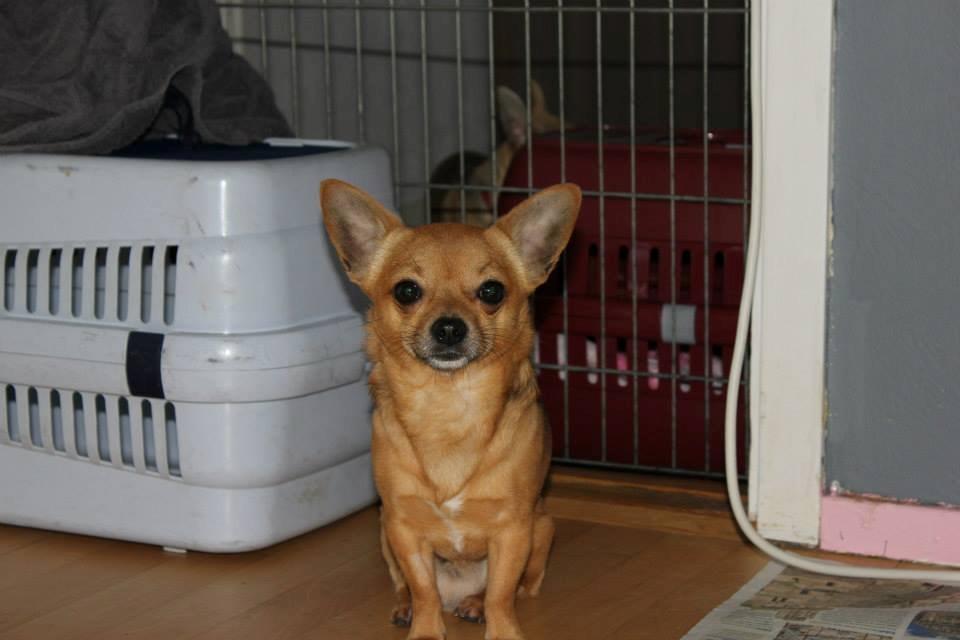 Chihuahua Montelinos Macarius *MAX* billede 7