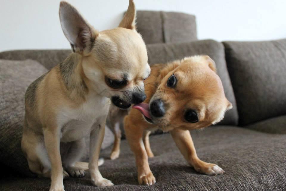 Chihuahua Montelinos Macarius *MAX* billede 8