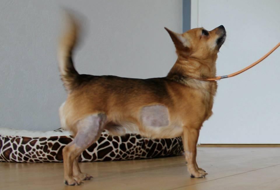 Chihuahua Montelinos Macarius *MAX* billede 9