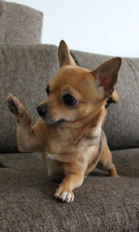 Chihuahua Montelinos Macarius *MAX* billede 10