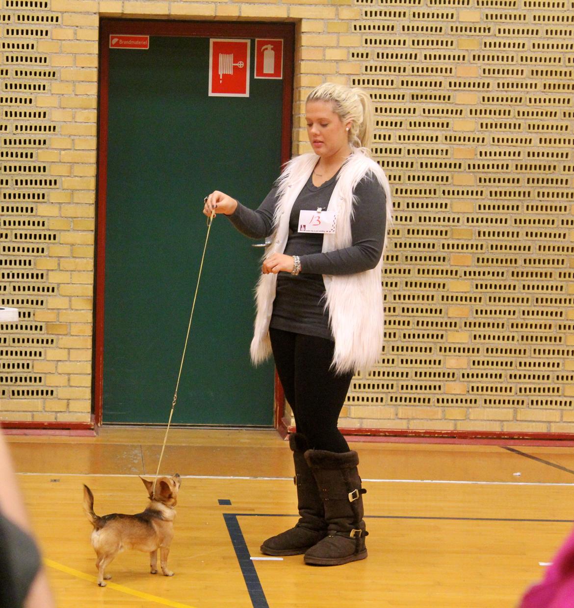 Chihuahua Montelinos Macarius *MAX* billede 11