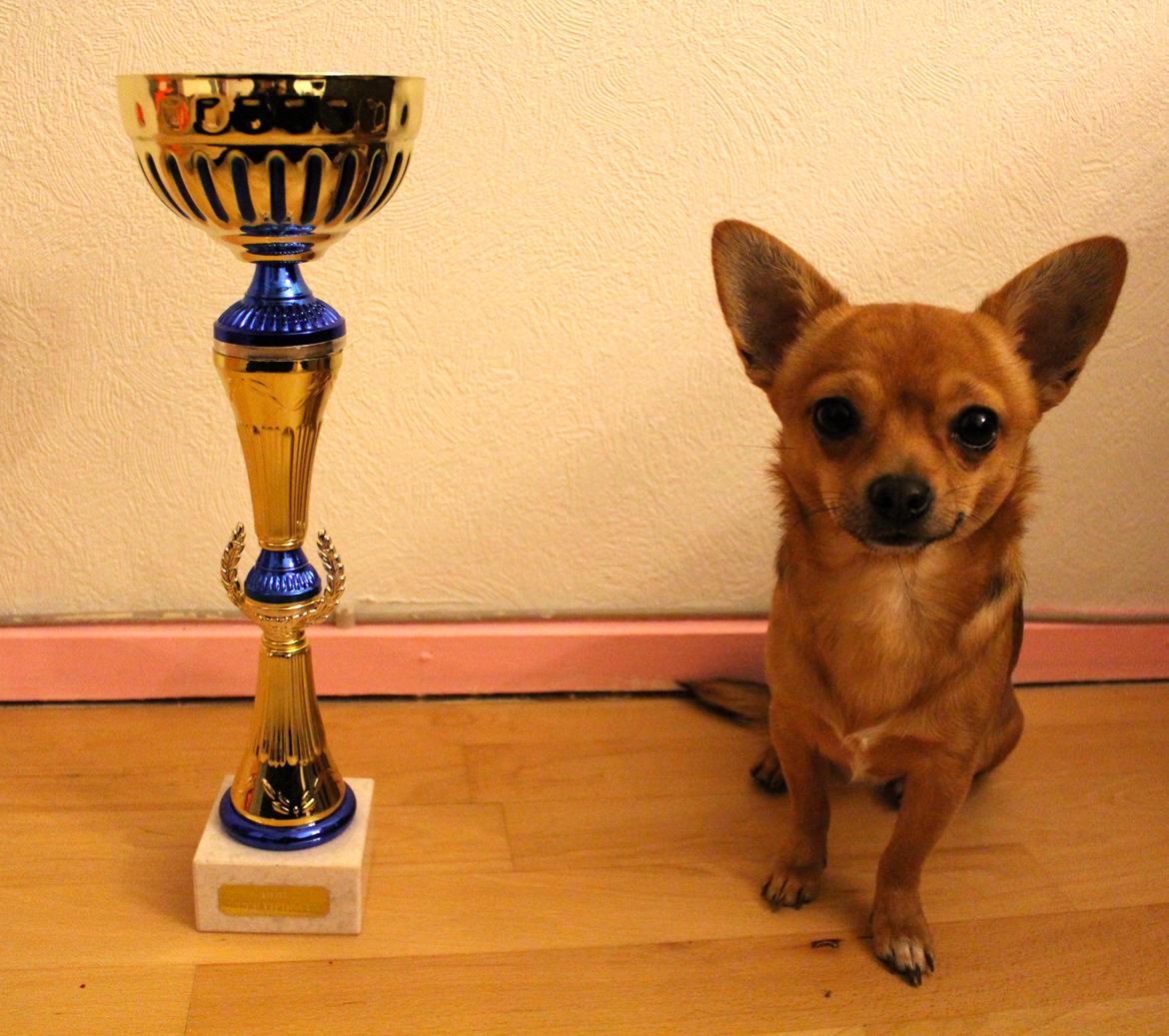 Chihuahua Montelinos Macarius *MAX* billede 1