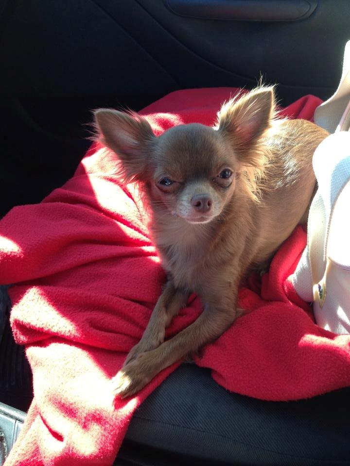 Chihuahua Abi Bear billede 10